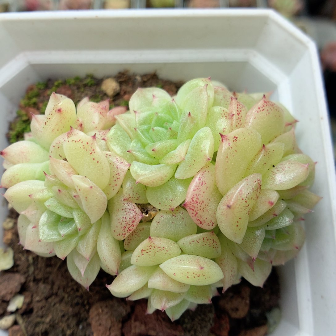 C23定繁编号麦杆B320