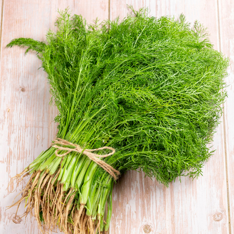 小嫩茴香 北京密云本地农家肥【好东西】绿色蔬菜