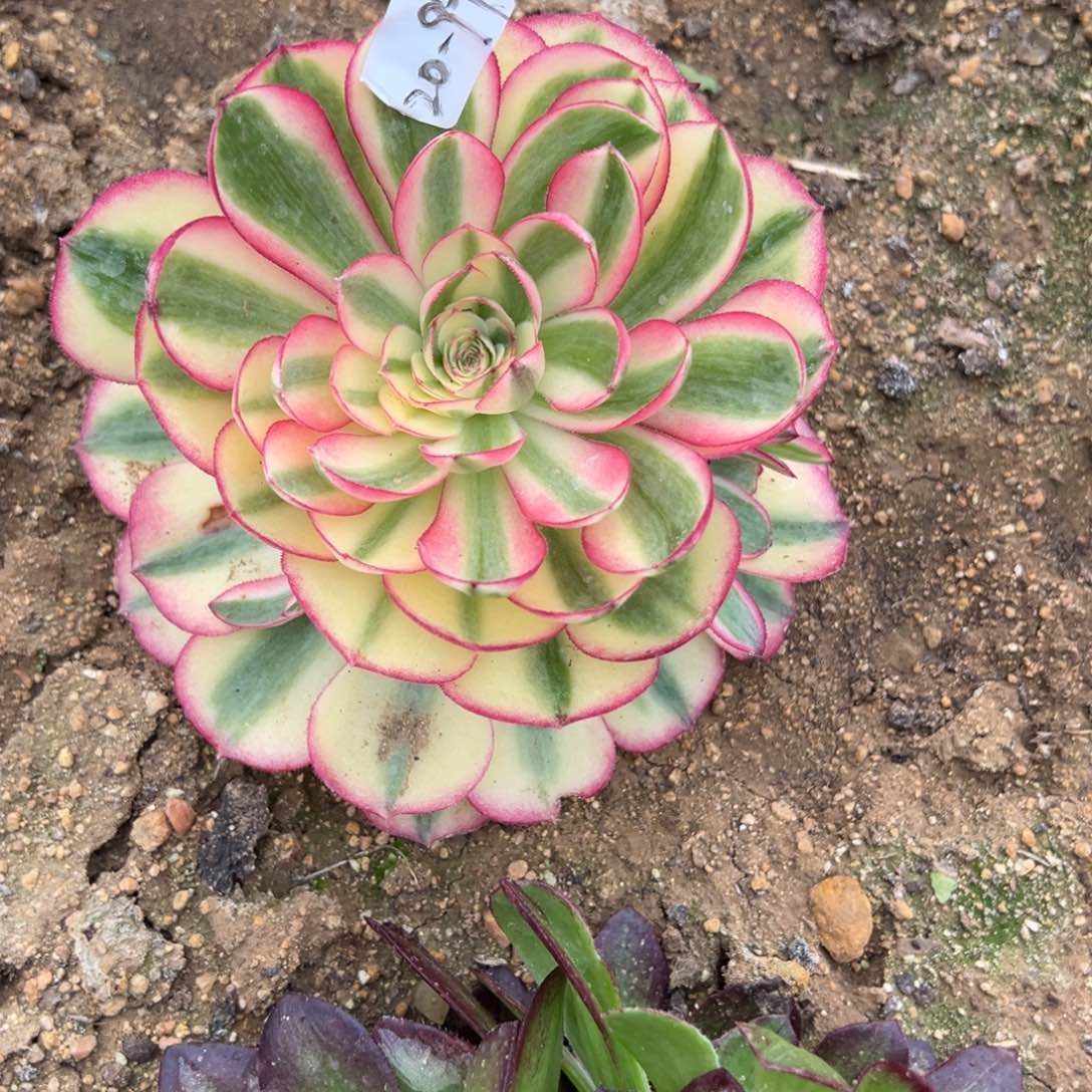 97荔枝多肉植物山东发