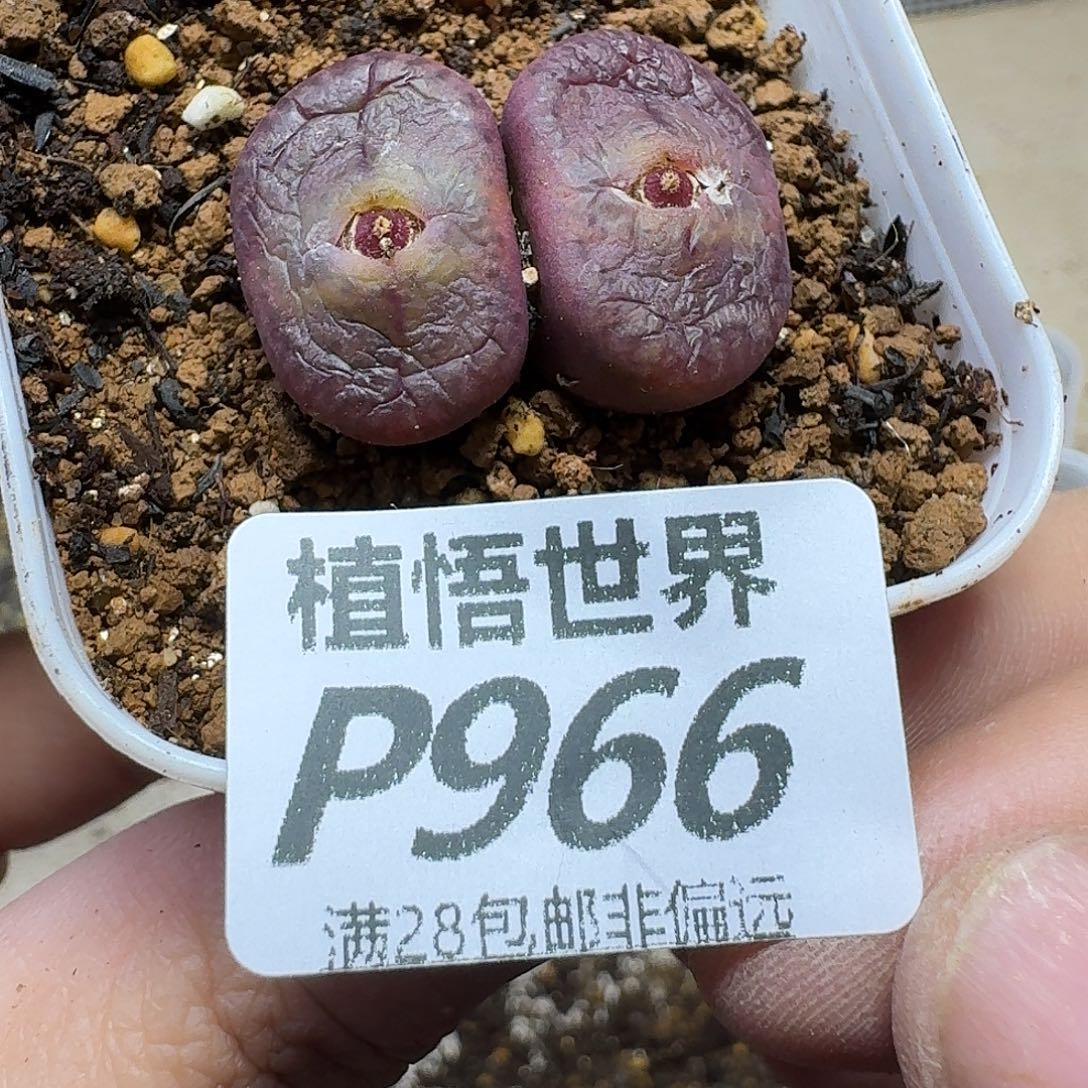多肉植物的润泽dghhj