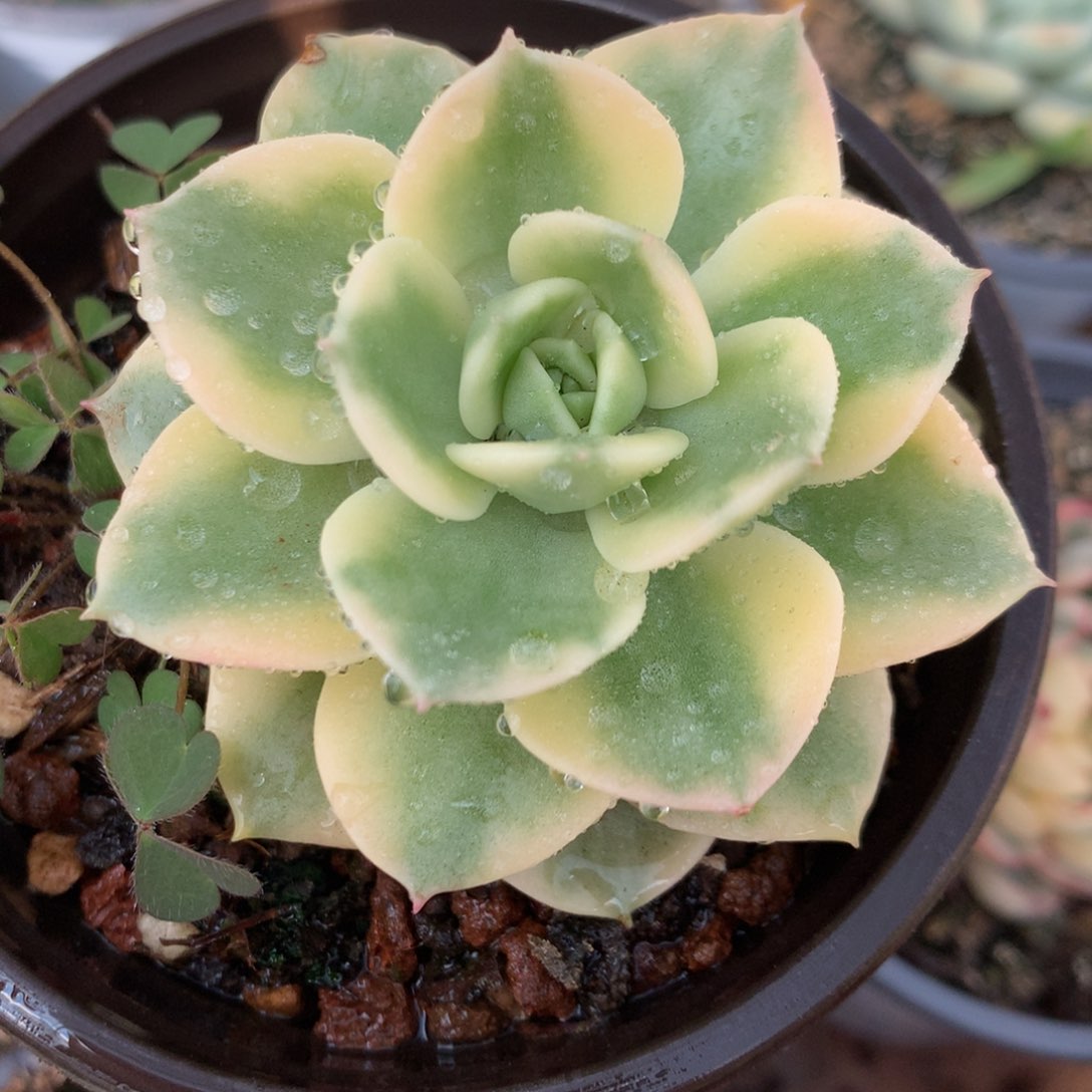 蜡牡丹锦锦锦锦锦集