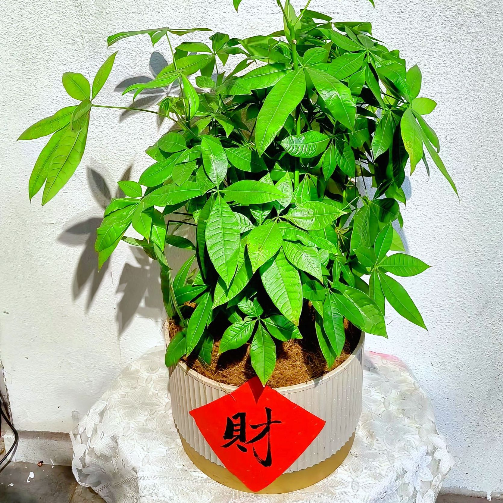 【步步高升】发财树