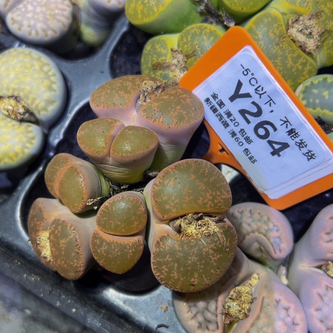 264 生石花一物一拍