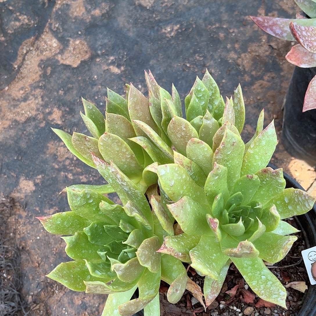 布**猫6499坎代仙女杯多肉