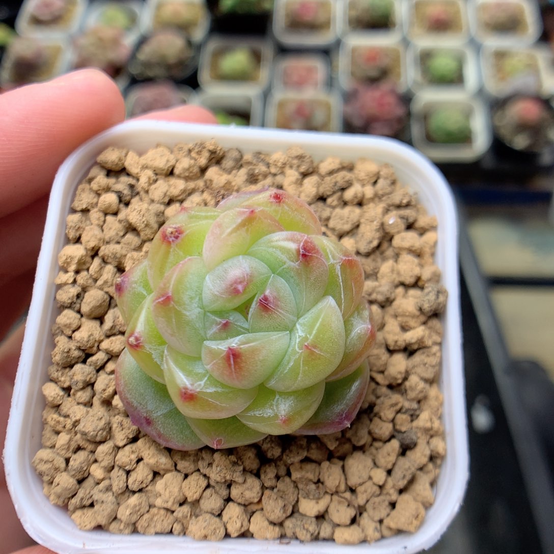 C69灯泡珍妮一下y y y y y y y