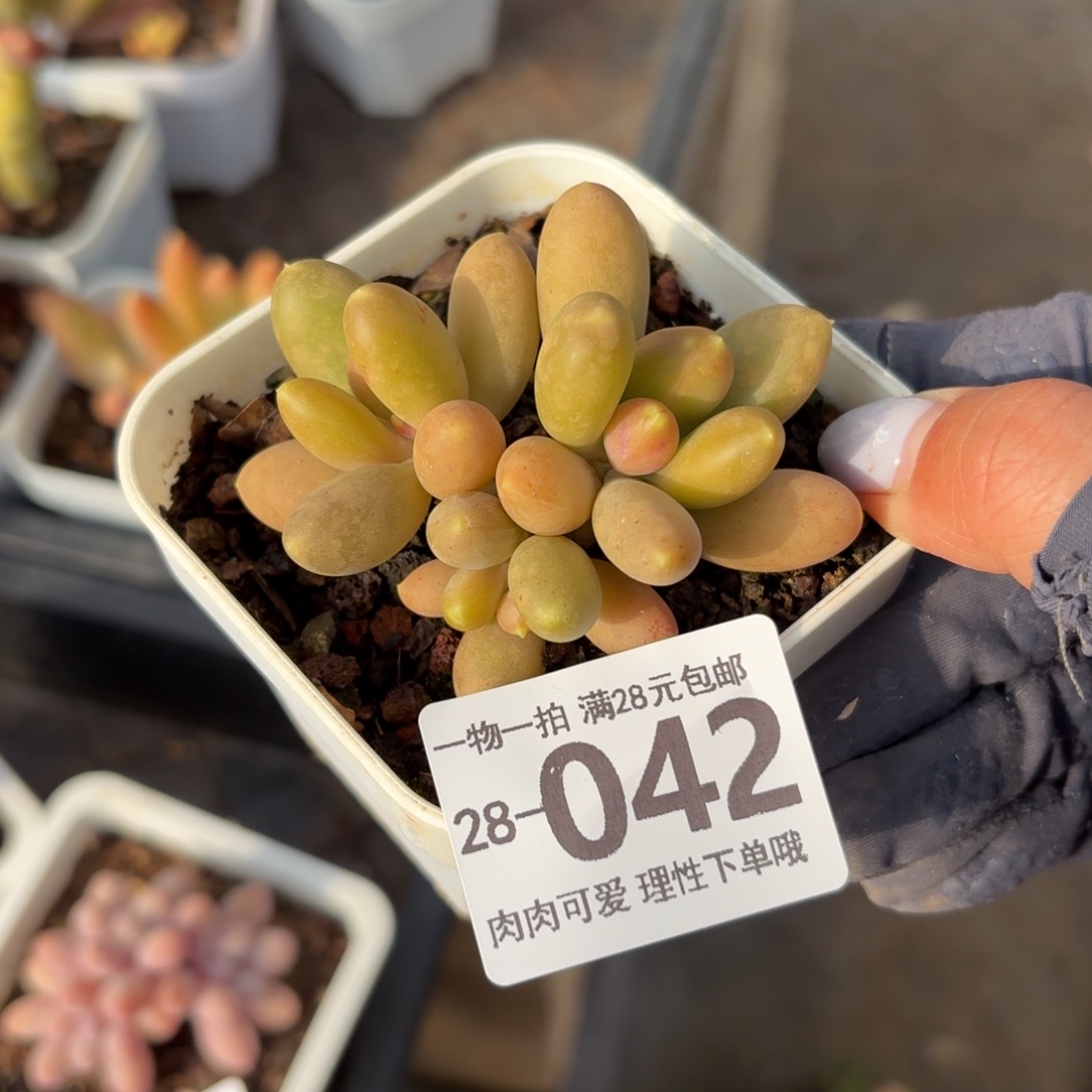 金蝉无盆土发货无