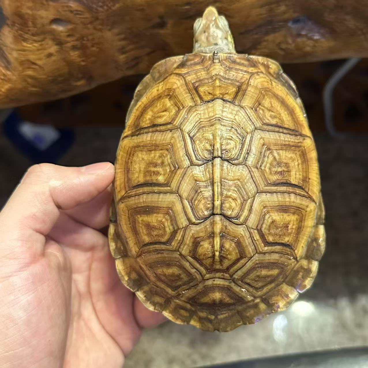 箱龟母  背甲长11.5cm    260克