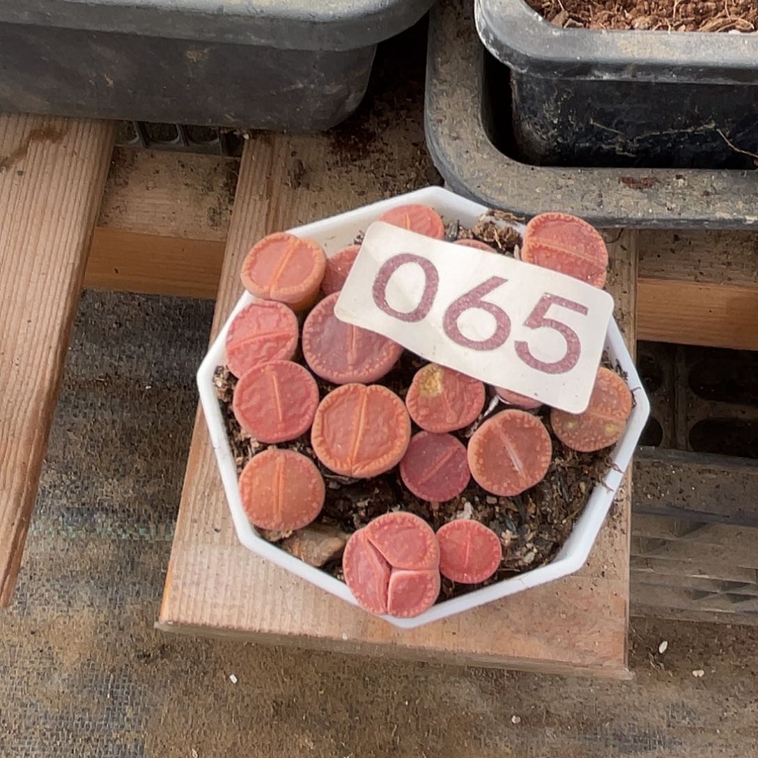 大*恋生石花一盒06500