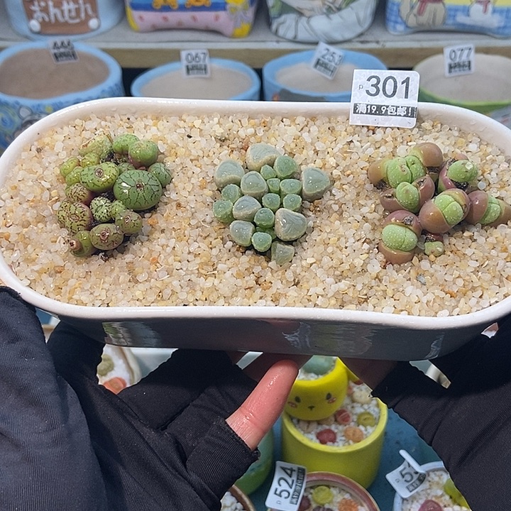 大舅生石花肉锥301