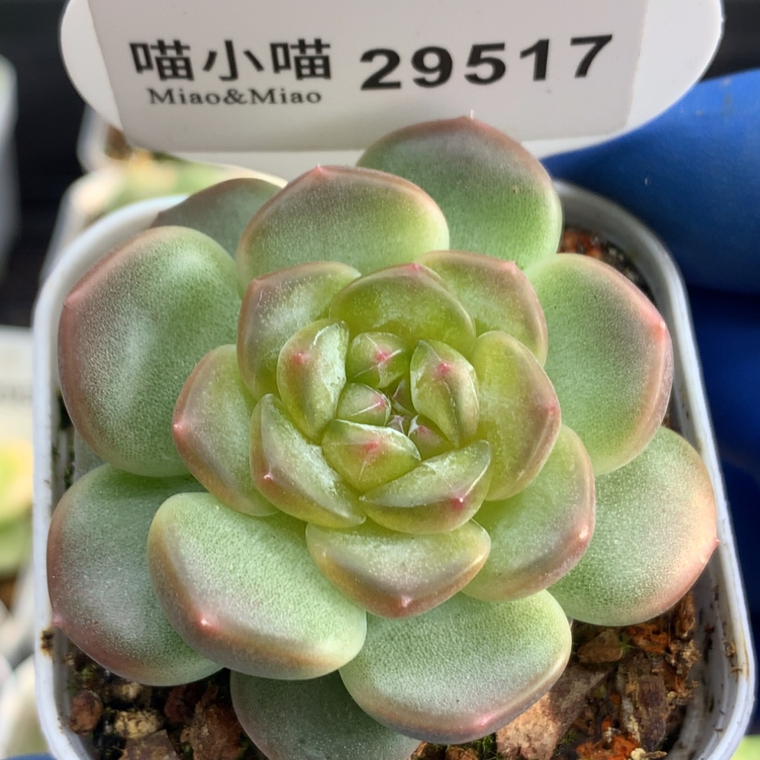 多肉植物杂交珍妮