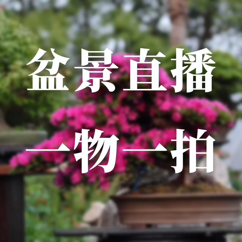 松柏杂木造型盆景规格品种齐全造型美观一物一拍