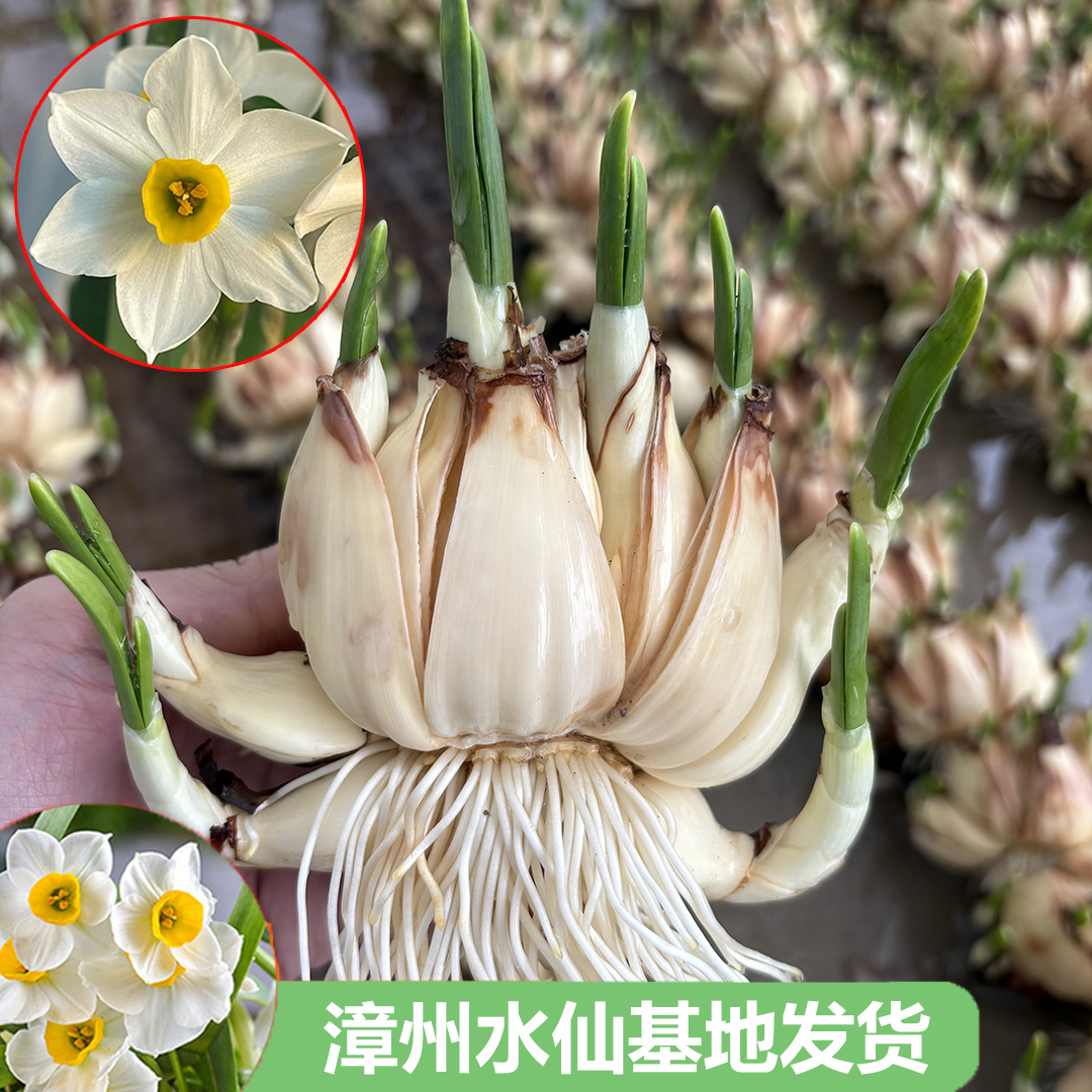 【八字切】正宗漳州水仙花种球重瓣特挑大花王室内水培植物根年宵花