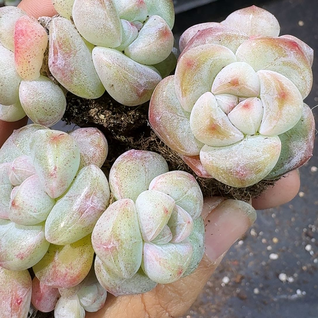 34号到手5颗，双头白底冰玉