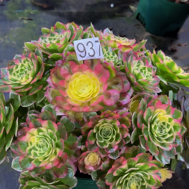 000000937福利价万紫千红