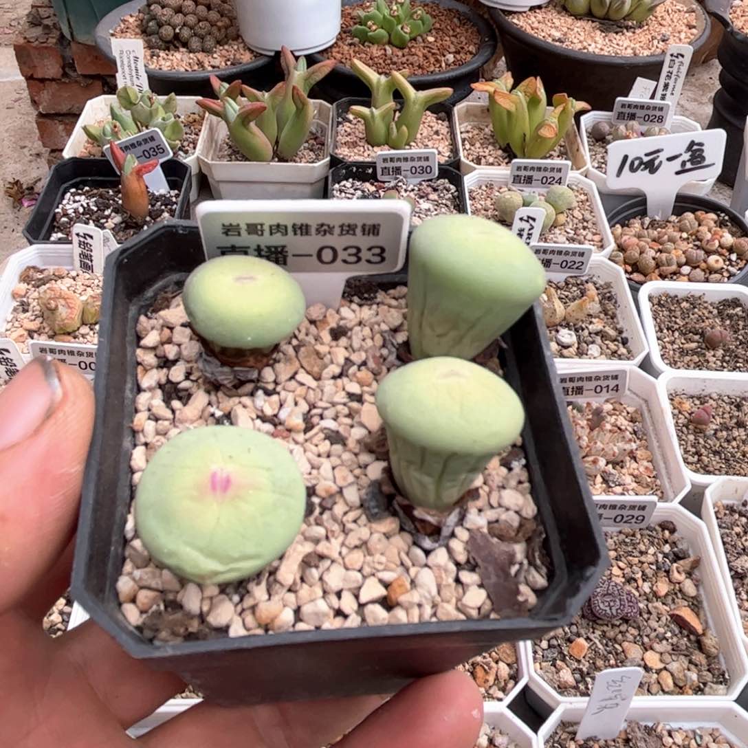 大型园艺P嘴一颗