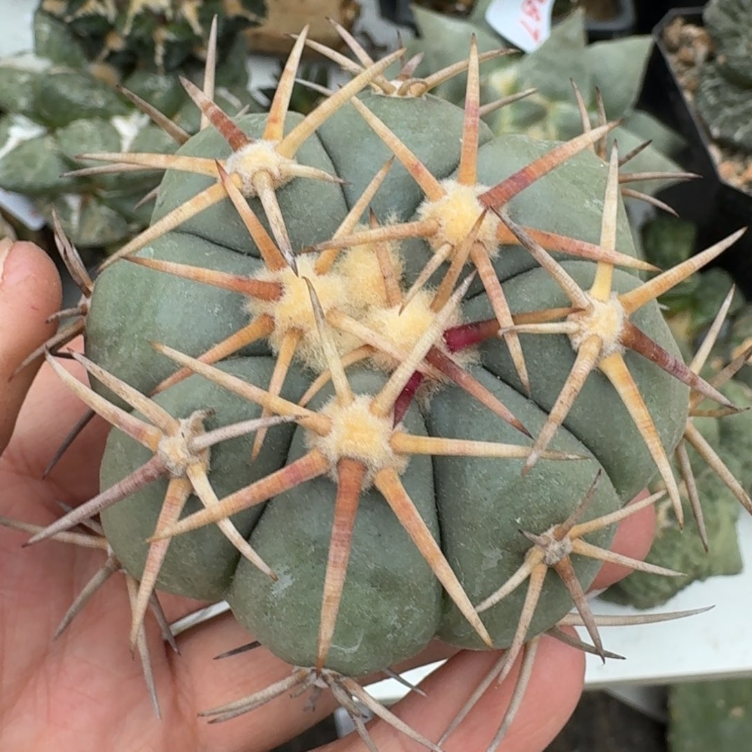 【闪购商品】白刺翠屏