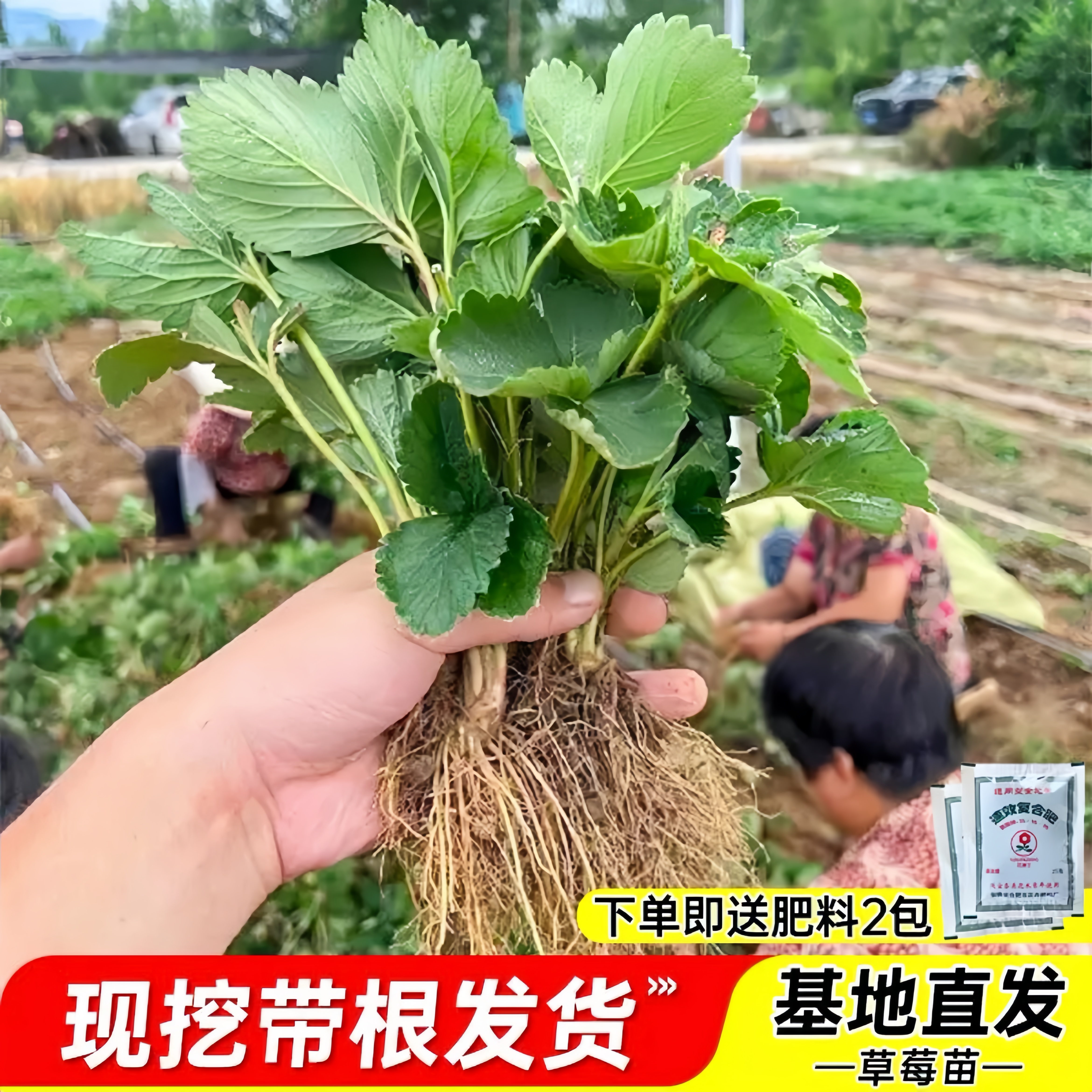 现挖苗四季奶油草莓秧苗盆裁南方北方阳台南北方种植果树大果秧苗