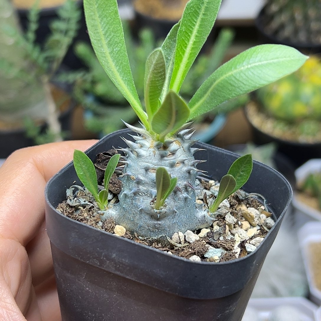 多头惠比大黑一颗一颗