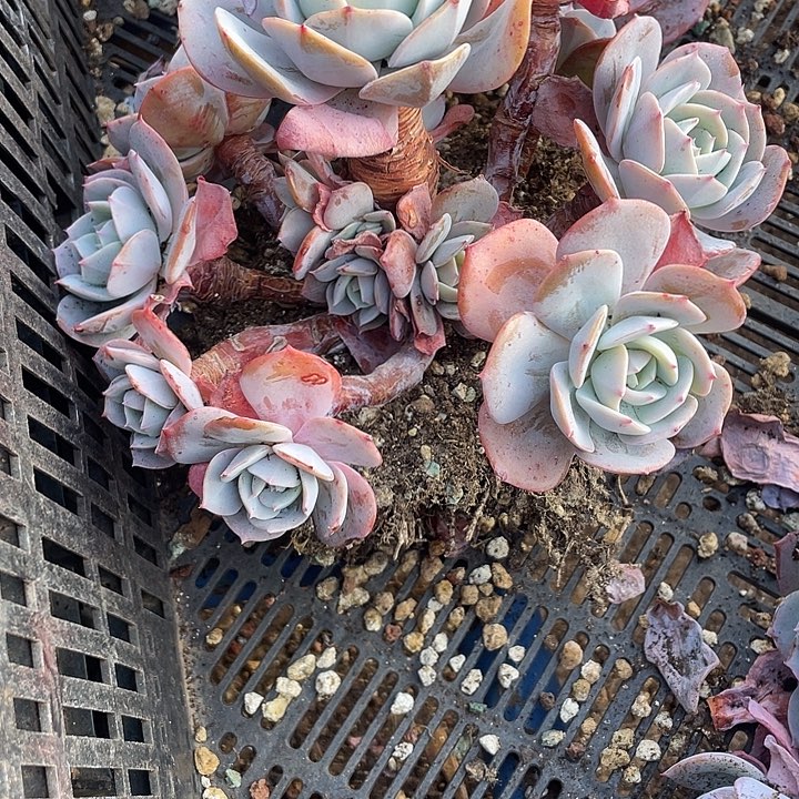 .****多肉植物，一物一拍