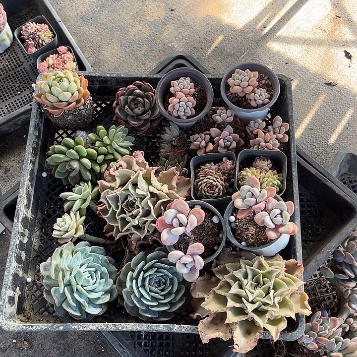橙***子胖大欣多肉植物一物一拍