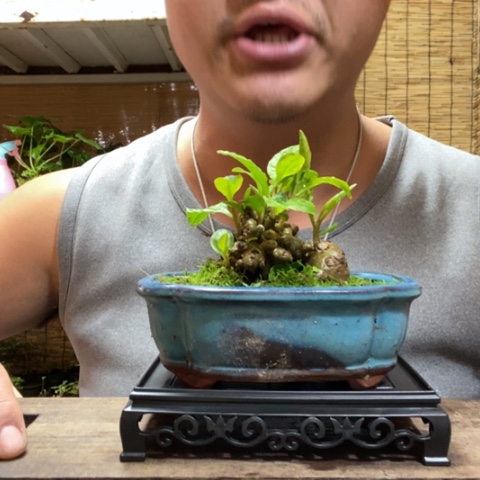 红陶一物一拍所见即所得104