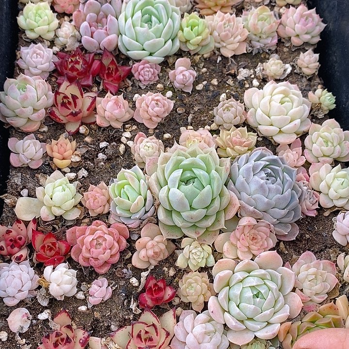 323 多肉植物盆栽花卉植物