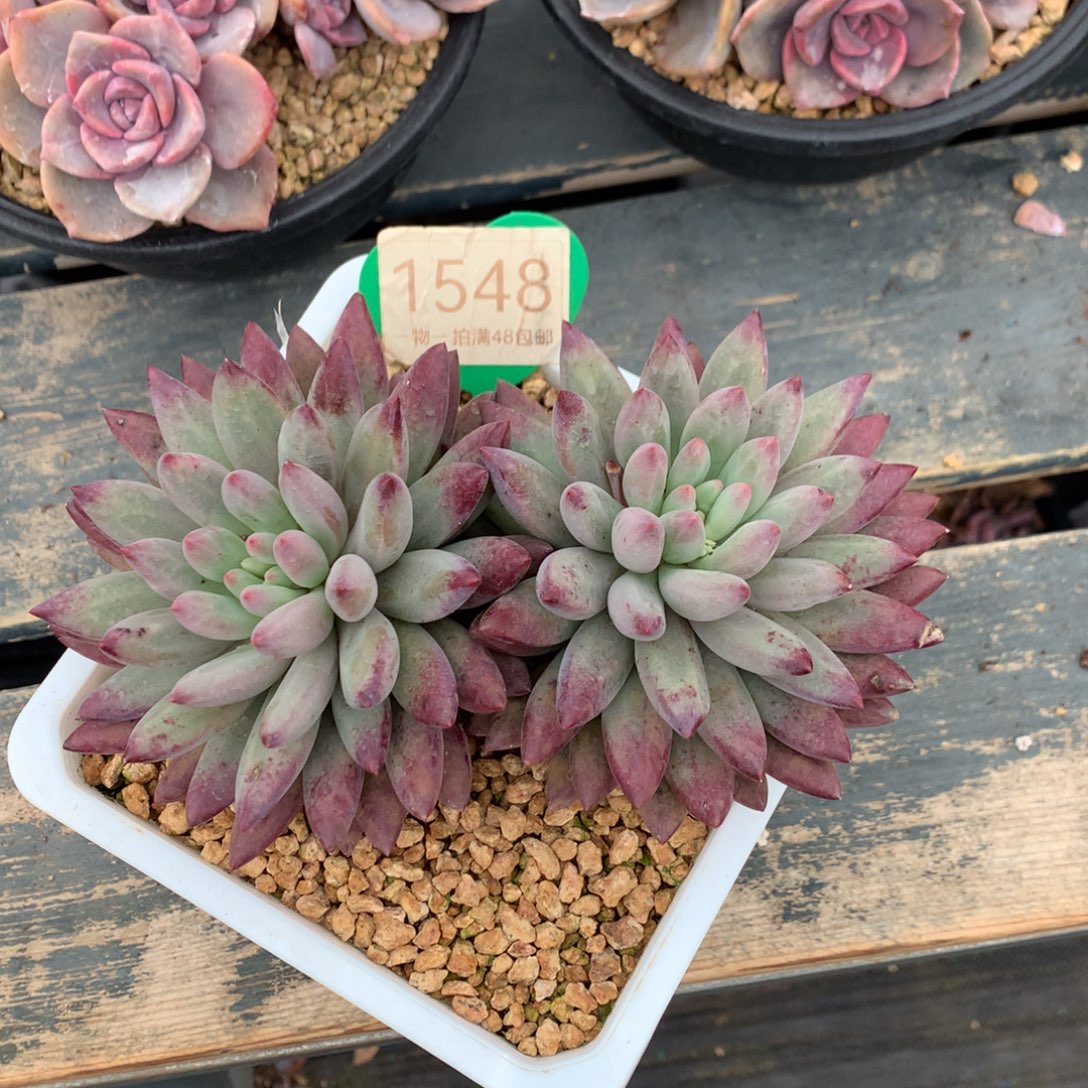 白体虞美人无砍1548