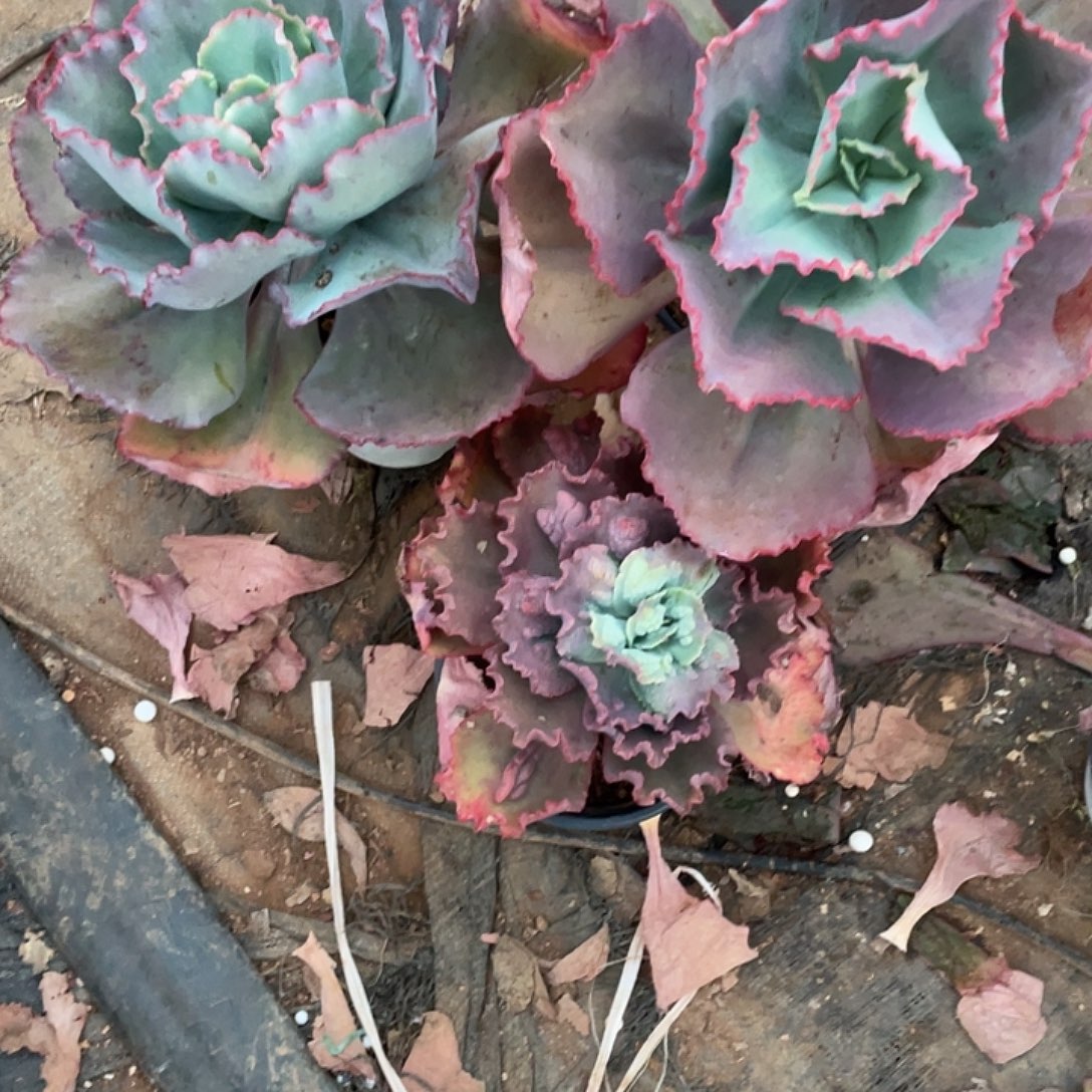 婷***姐47号包菜系列多肉植物带赠品3棵