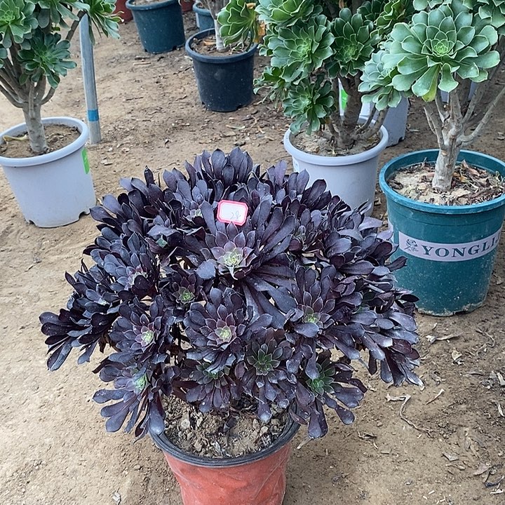 28，黑铜壶多肉法师