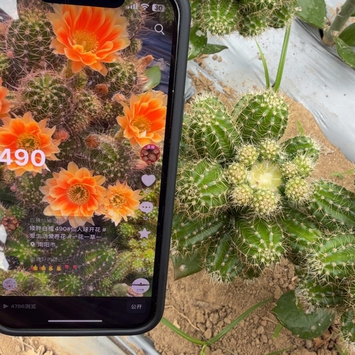 白檀仙人掌490群生一群12