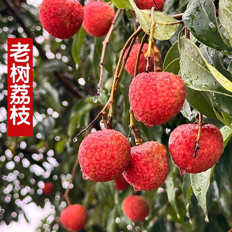 【交通学子助农】高州桂味广东荔枝正宗老树清甜新鲜水果京东冷链