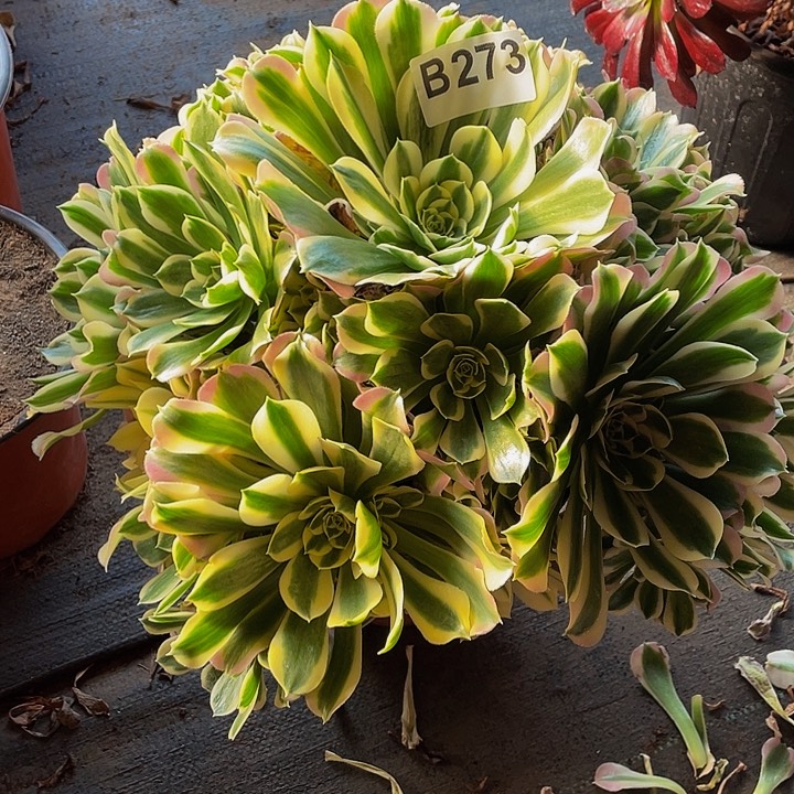 多肉法师273号白凤不包损