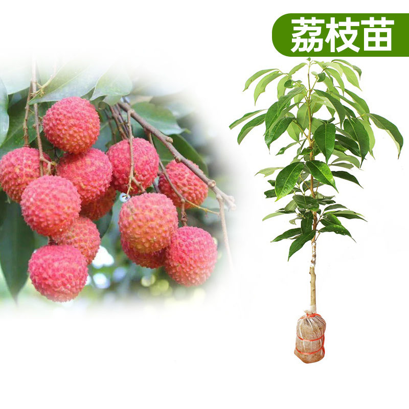 正品嫁接无核冰荔先进逢荔枝王桂味白糖罂荔枝广西带土