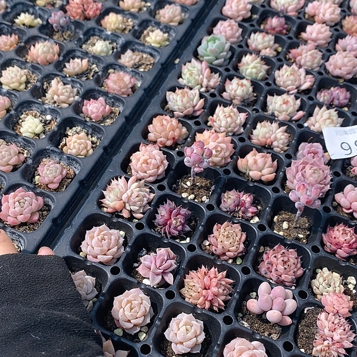 98 多肉植物盆栽花卉