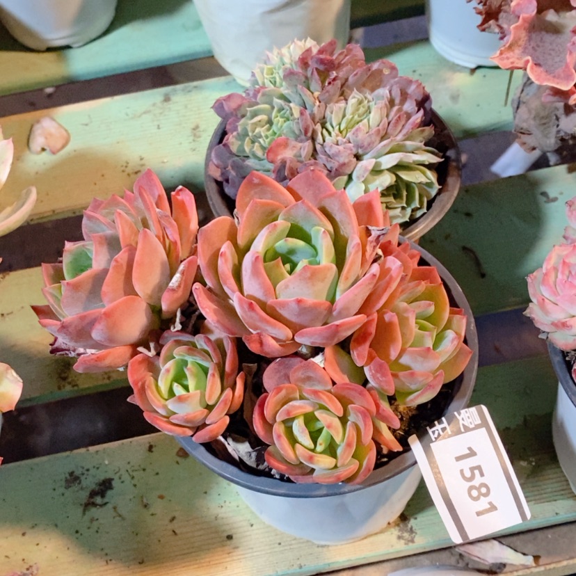 【闪购商品】杂1581