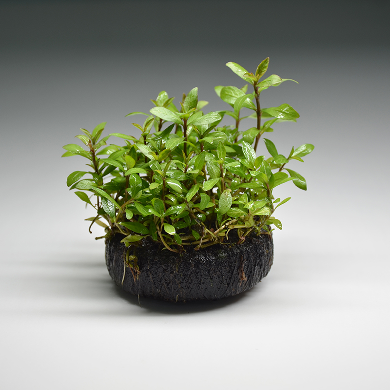 【福利-红丝青叶】后景新手懒人水草坨草鱼缸造景鱼缸后景养鱼水草