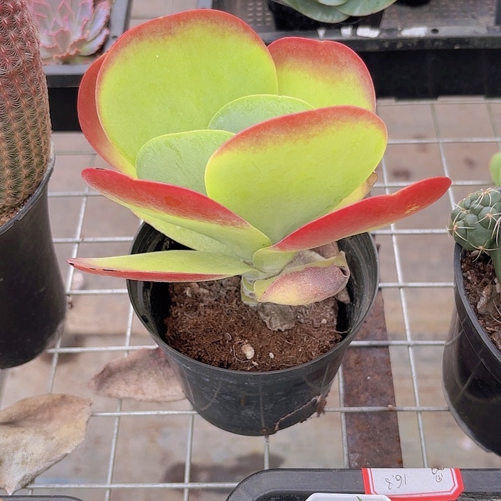 唐印多肉植物，多肉