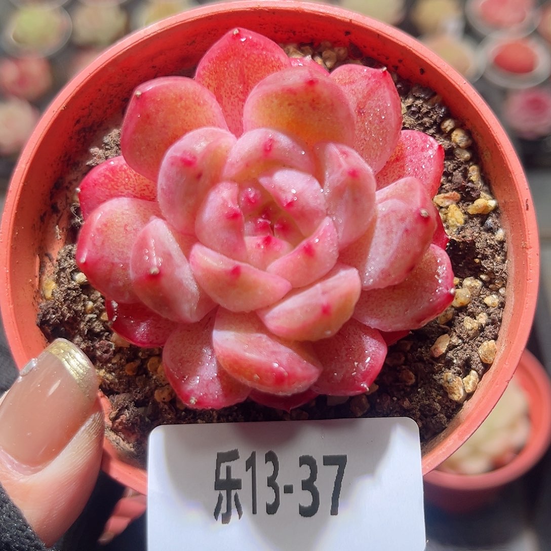 乐13-37 新品单头