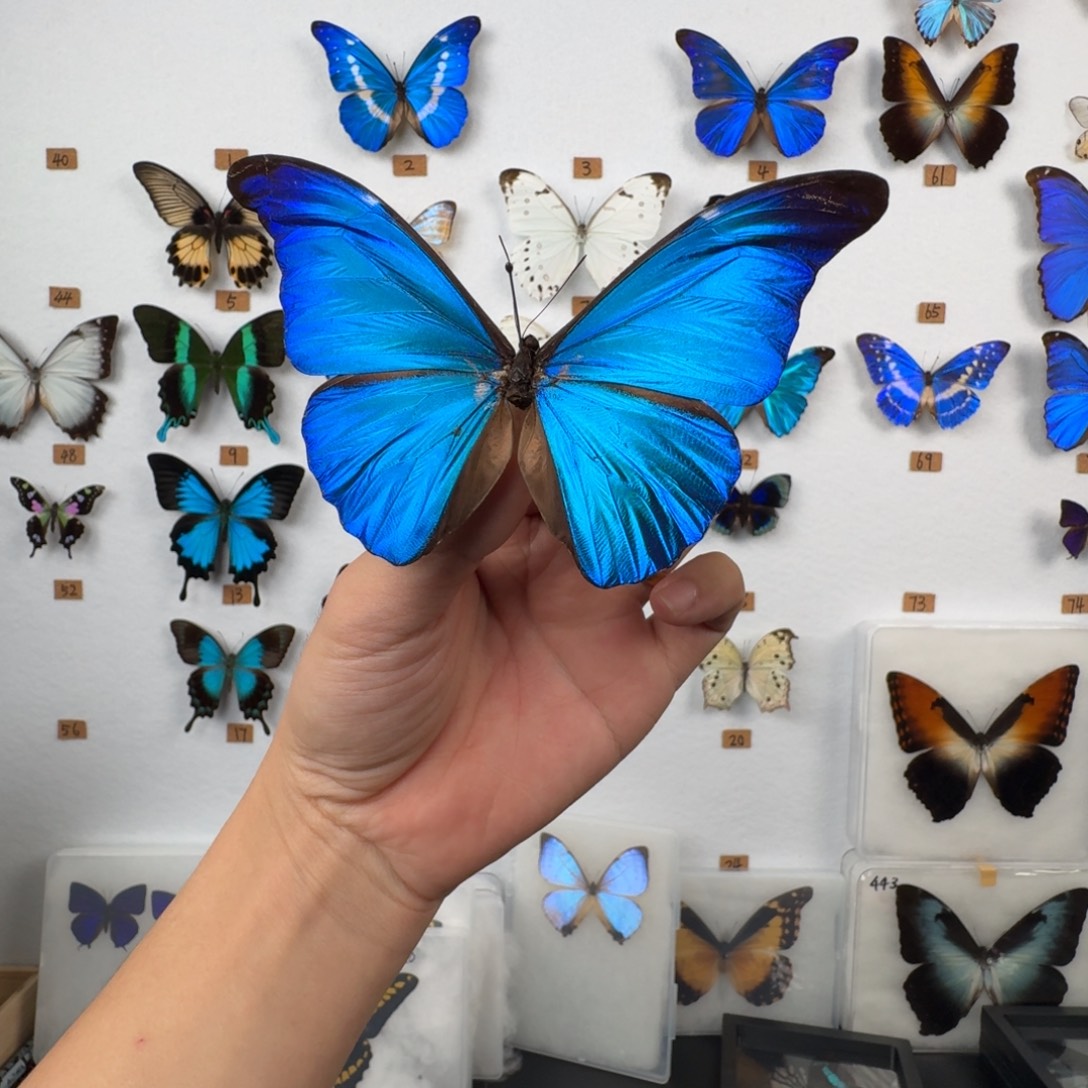 尖翅蓝福利高货888