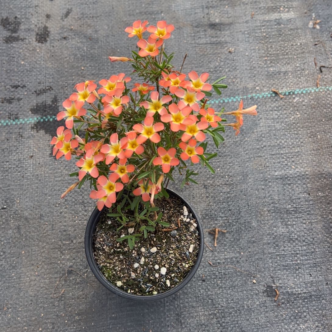 额***肉完全开放西瓜糖果盒一盆