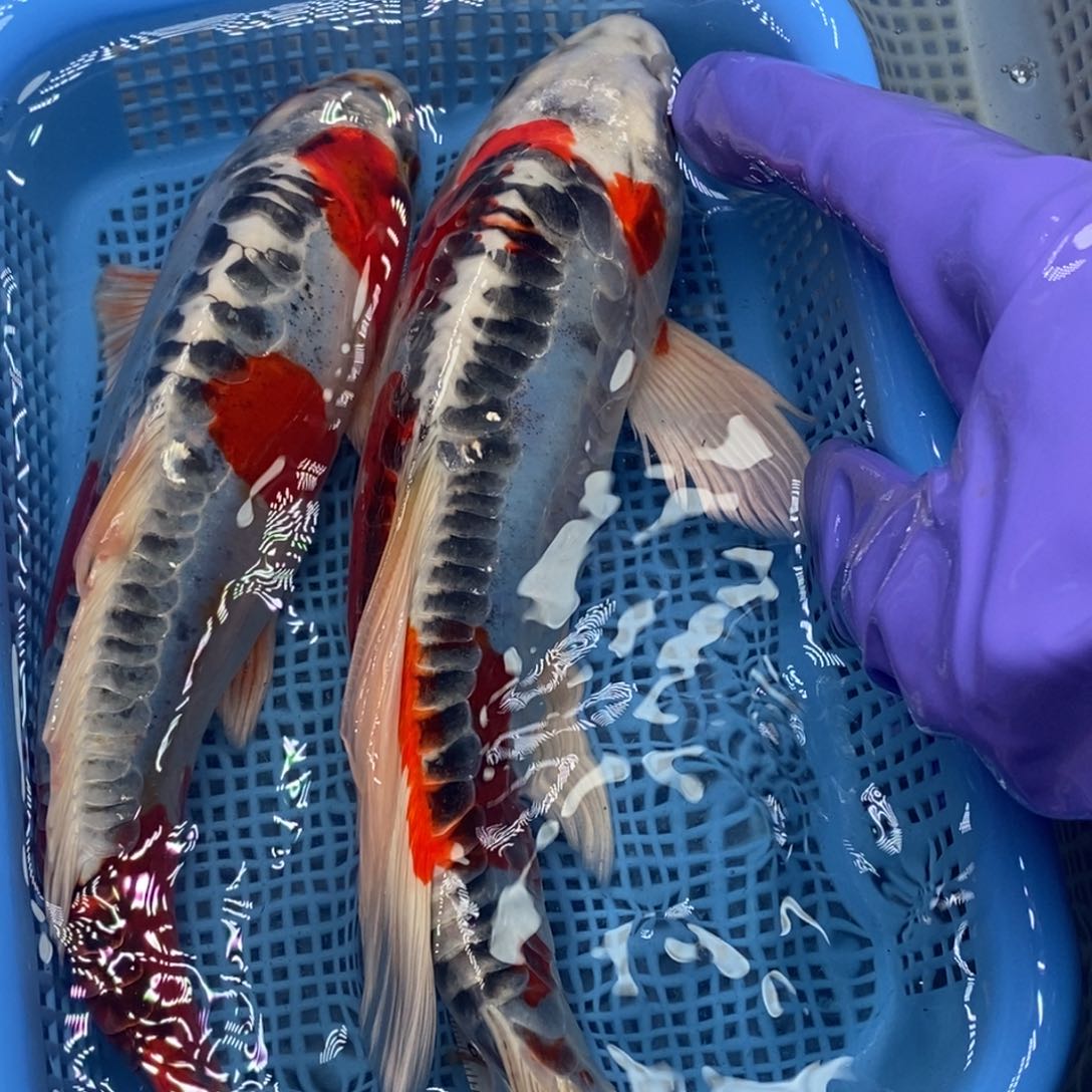 锦鲤冷水锦鲤包邮