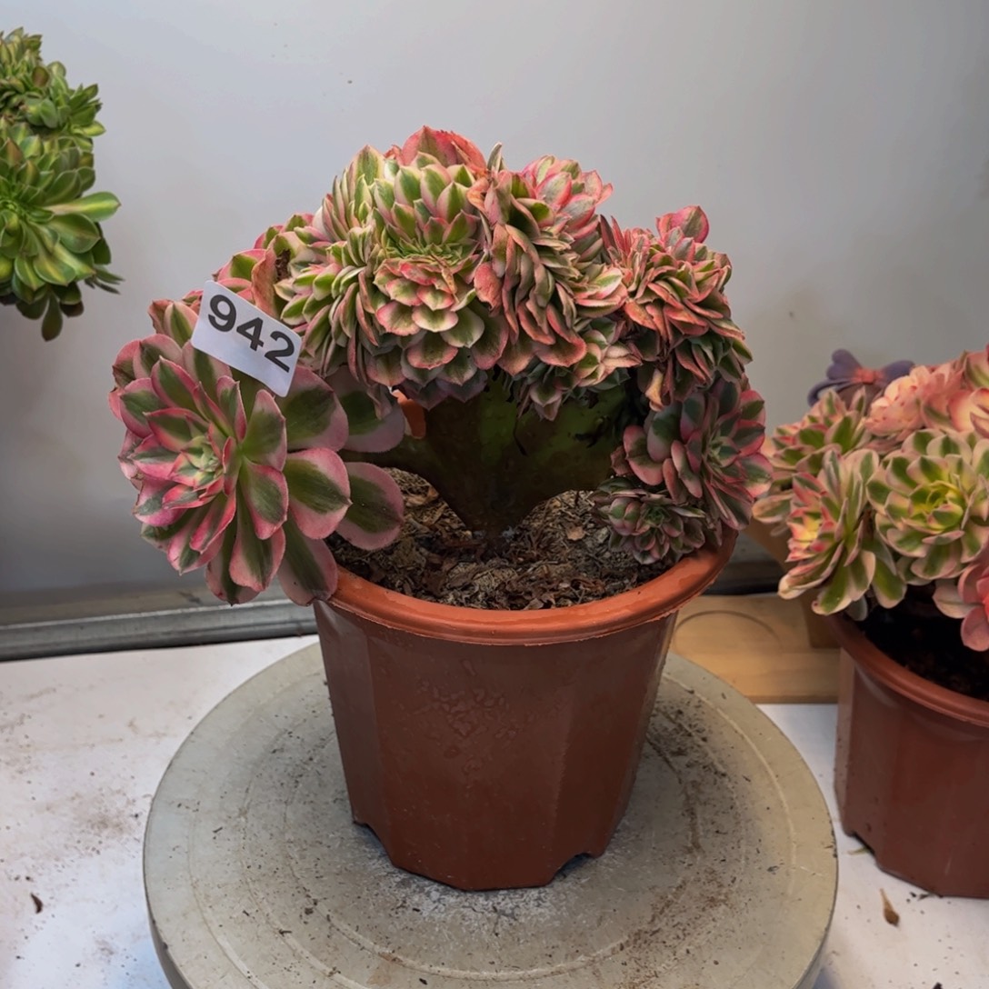 多肉植物倾城缀942
