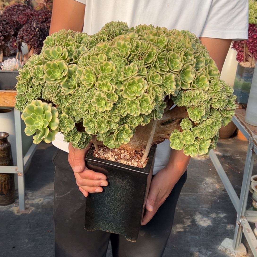 绿豆沙朵朵缀不带盆土