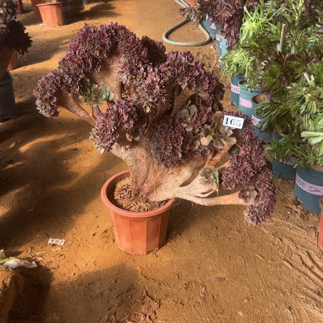 玫瑰朵缀有伤165官府55