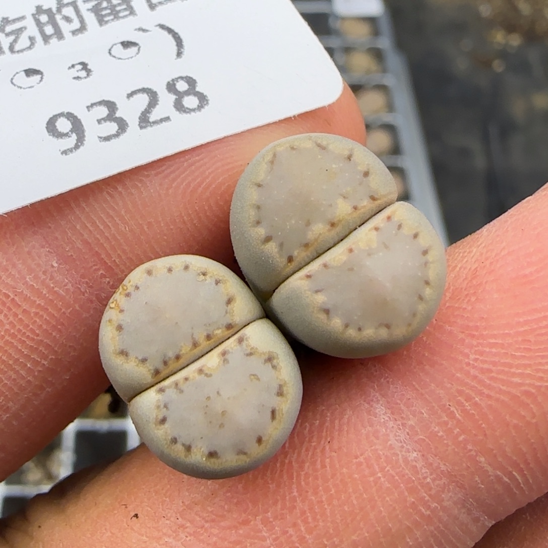 9328。默认脱土。18包邮。偏远88包邮