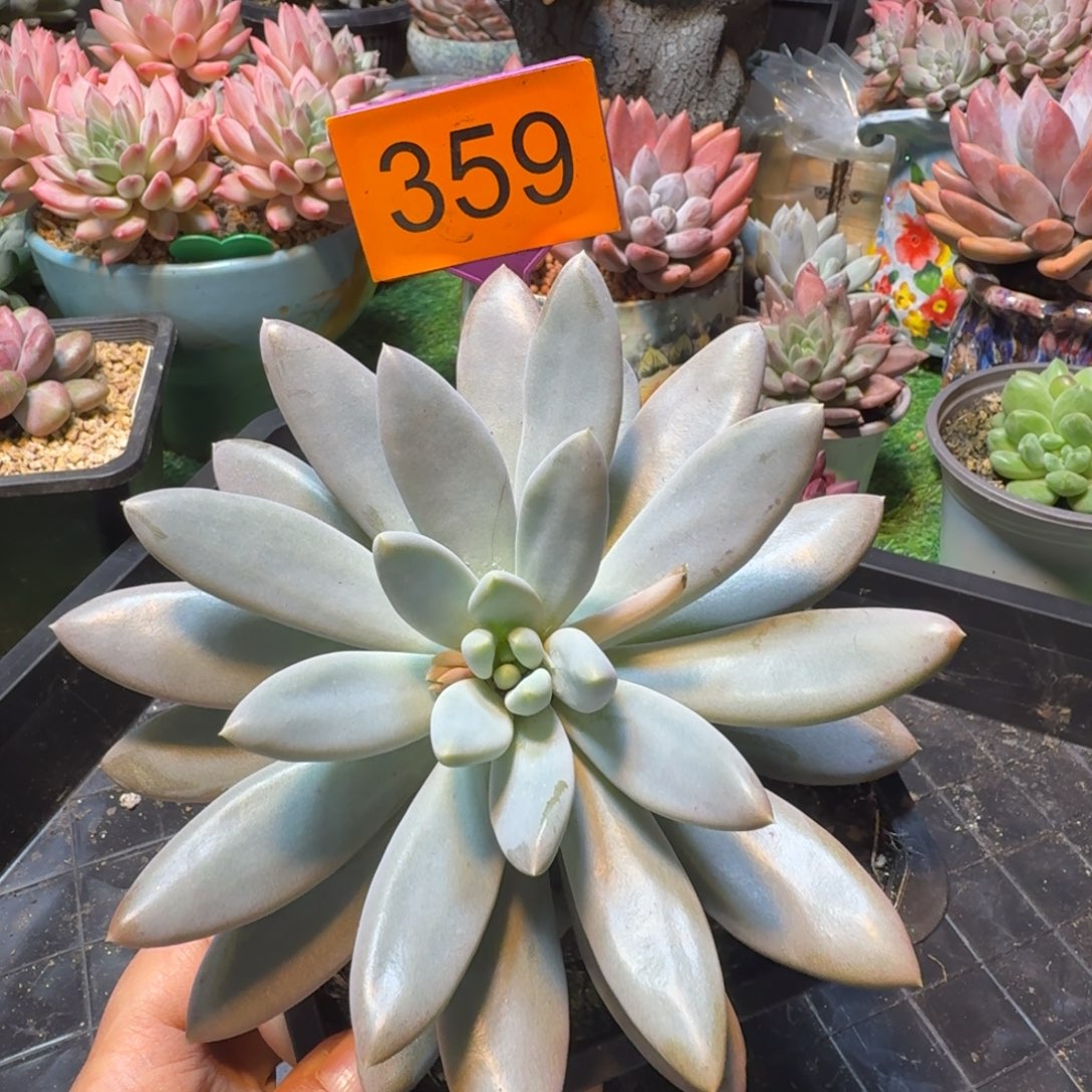 哥特一物一拍359.