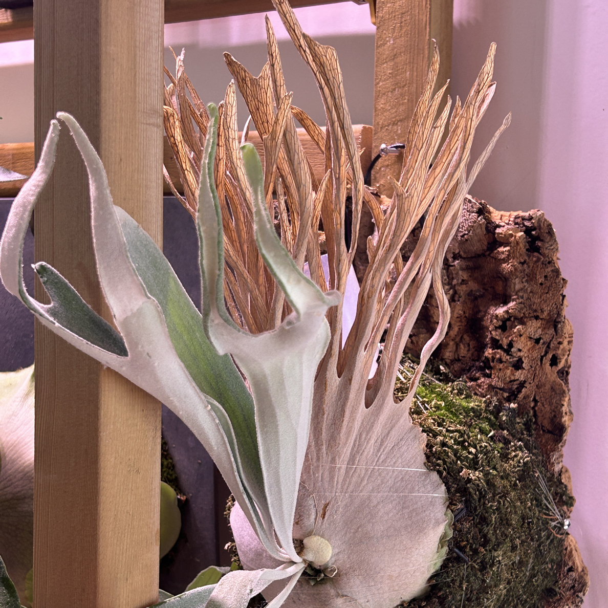 客订 鹿角蕨 鹿角蕨