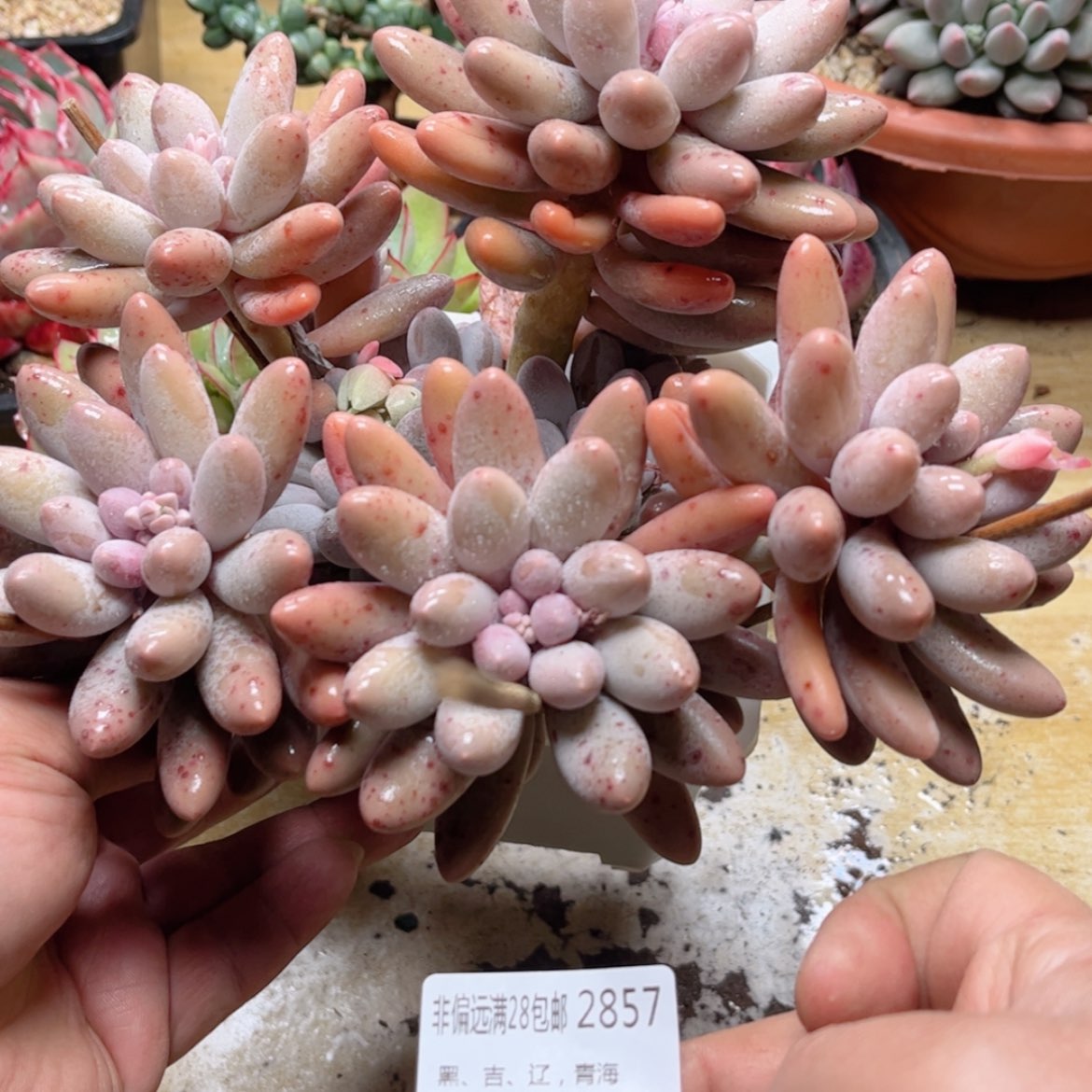 【闪购商品】2857汤圆