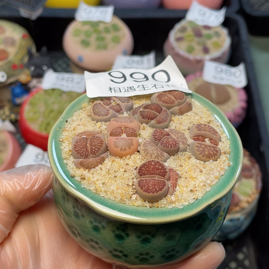 相遇生石花专拍990