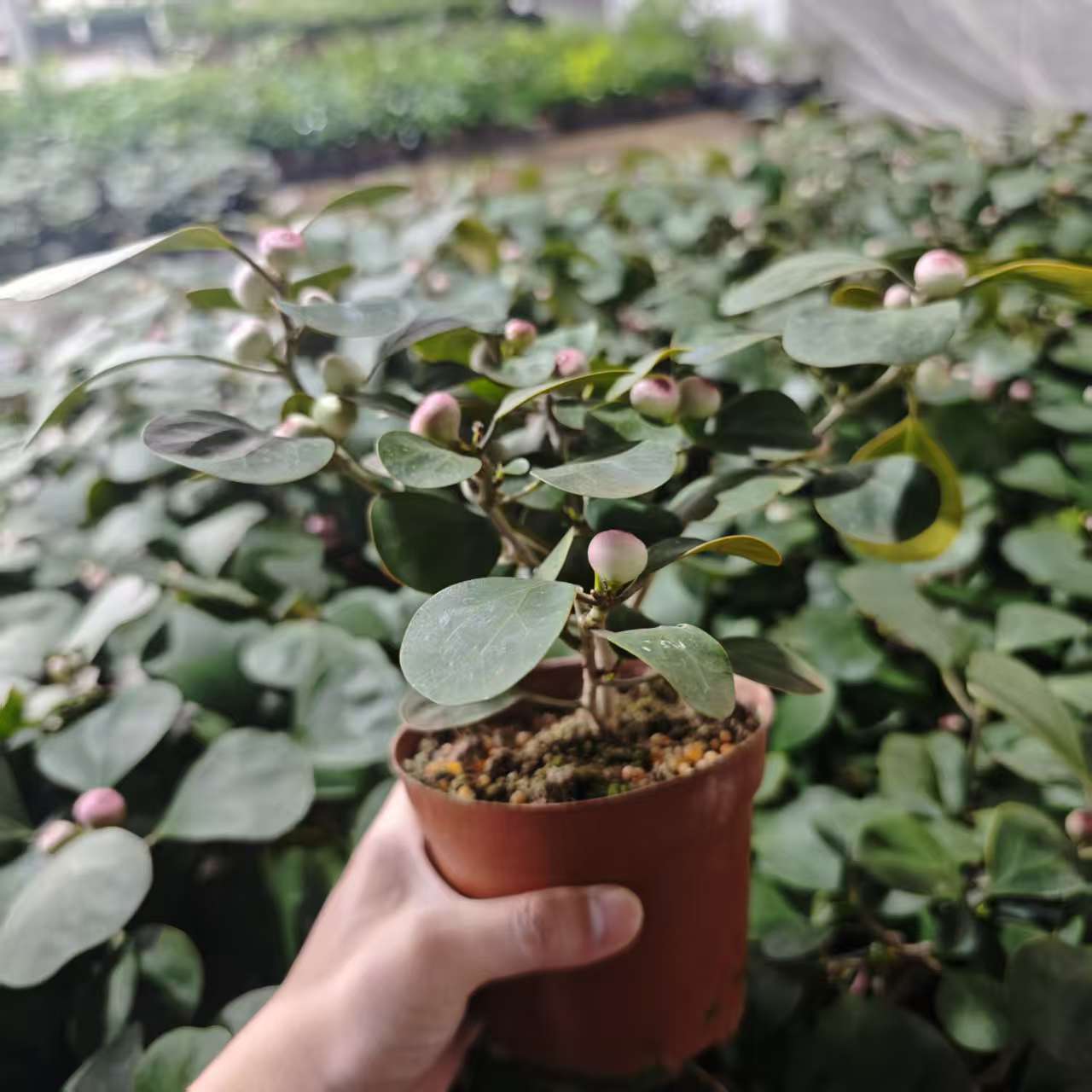 【大盆口小盼菩提】好养懒人绿植耐阴耐旱绿植盆栽